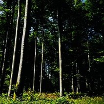 Thiérache-Hainaut : "Eurowood", un projet innovant dans le secteur du bois
