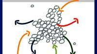 Rapport ESPON "Making Europe Open and Polycentric"